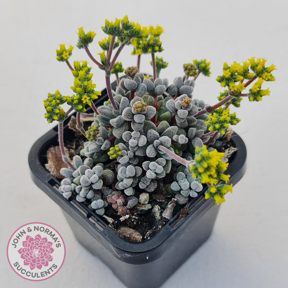 Crassula namaquensis ssp. comptonii