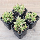 Crassula nudicaulis var. herrei