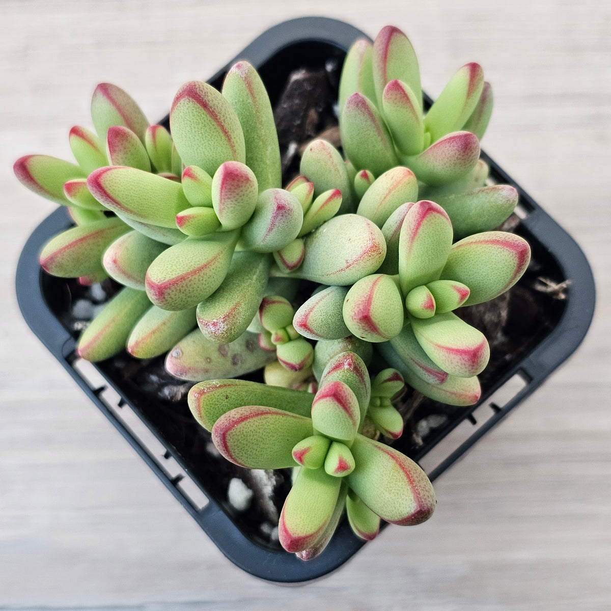Crassula nudicaulis var. herrei