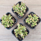Crassula nudicaulis var. herrei