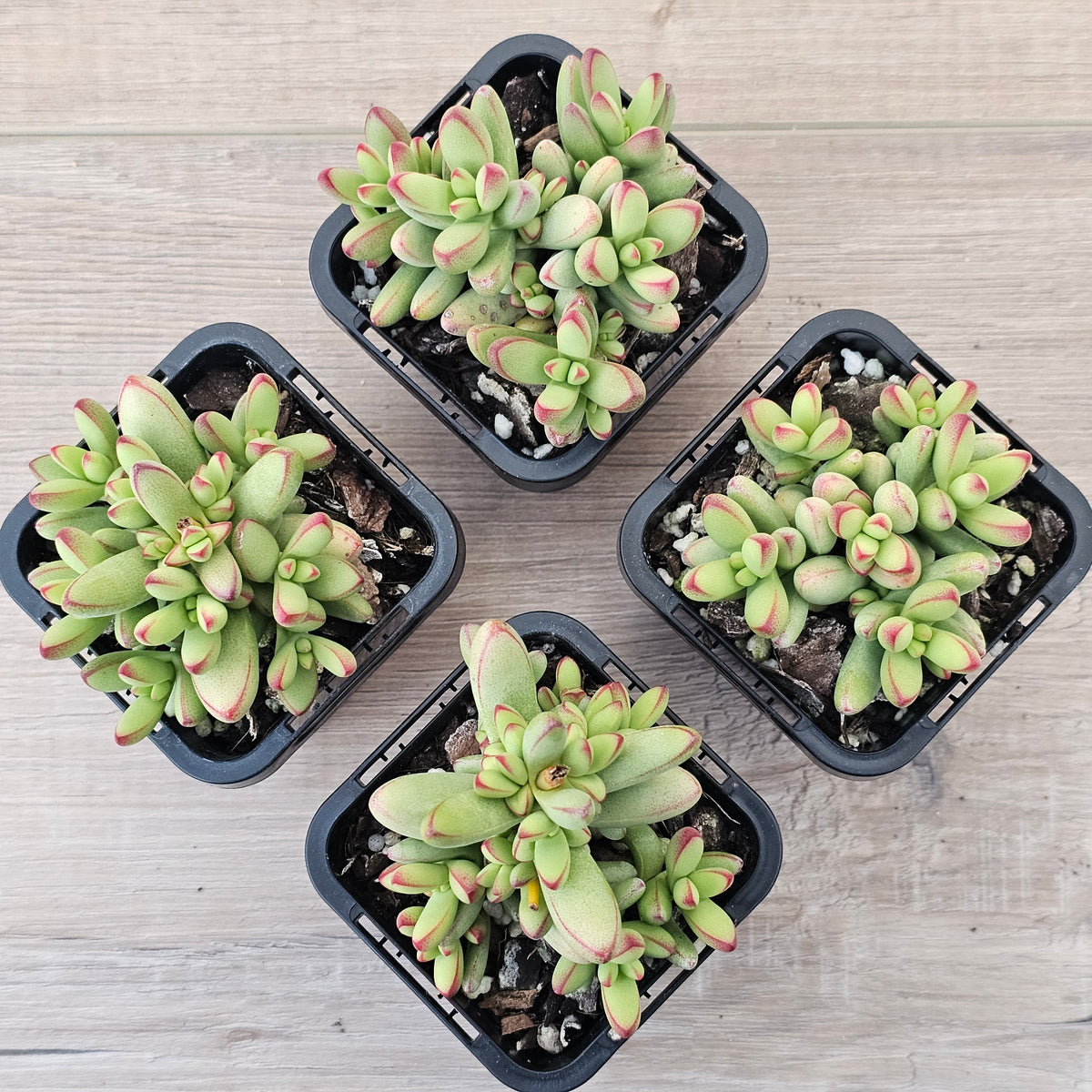 Crassula nudicaulis var. herrei
