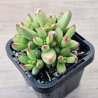 Crassula nudicaulis var. herrei