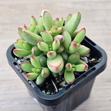 Load image into Gallery viewer, Crassula nudicaulis var. herrei
