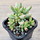 Crassula nudicaulis var. herrei