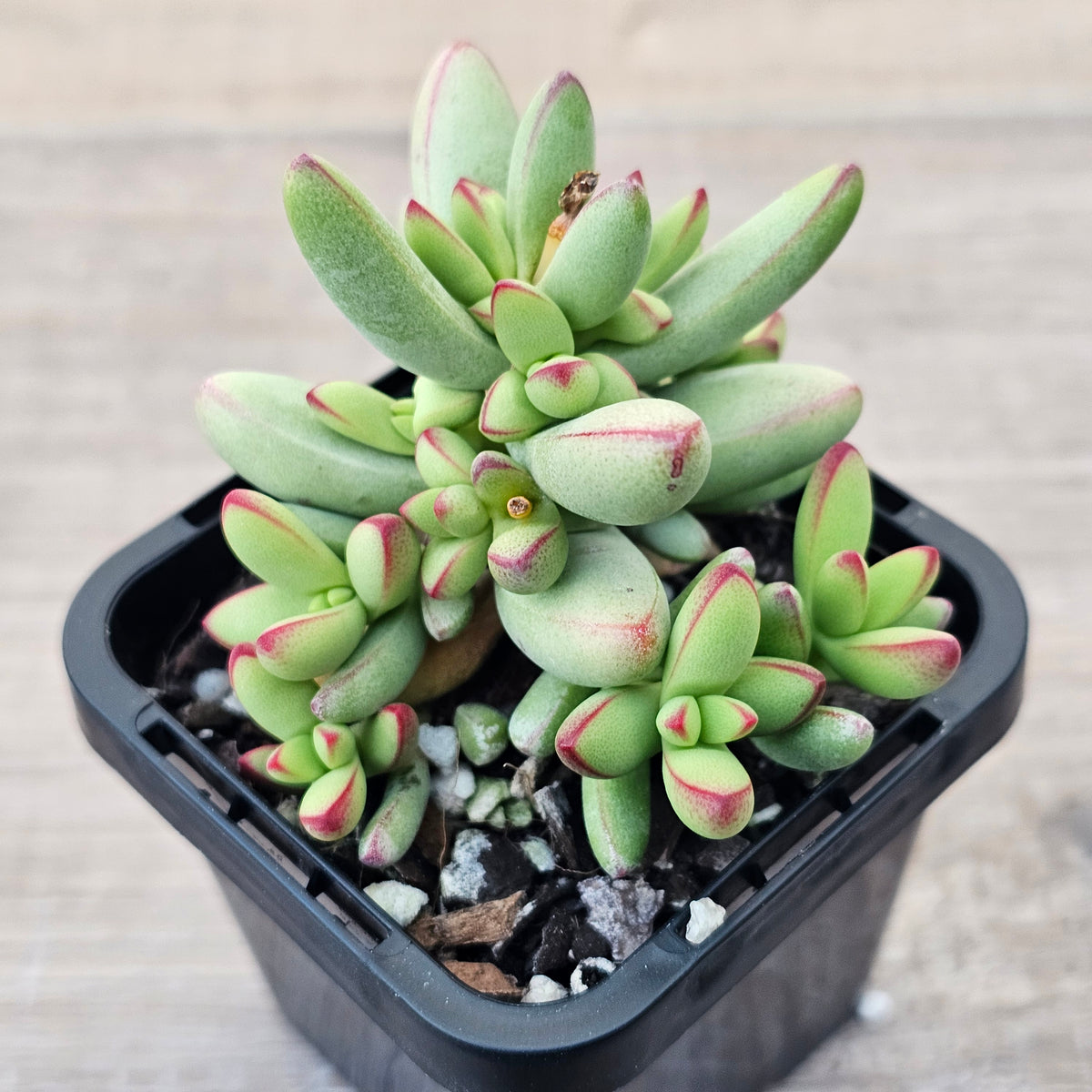 Crassula nudicaulis var. herrei
