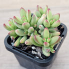 Crassula nudicaulis var. herrei
