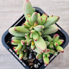 Crassula nudicaulis var. herrei