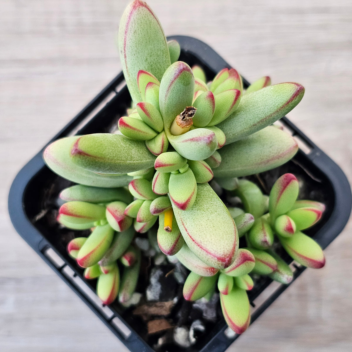 Crassula nudicaulis var. herrei