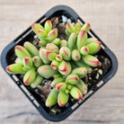Crassula nudicaulis var. herrei