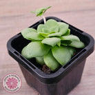 Crassula orbicularis