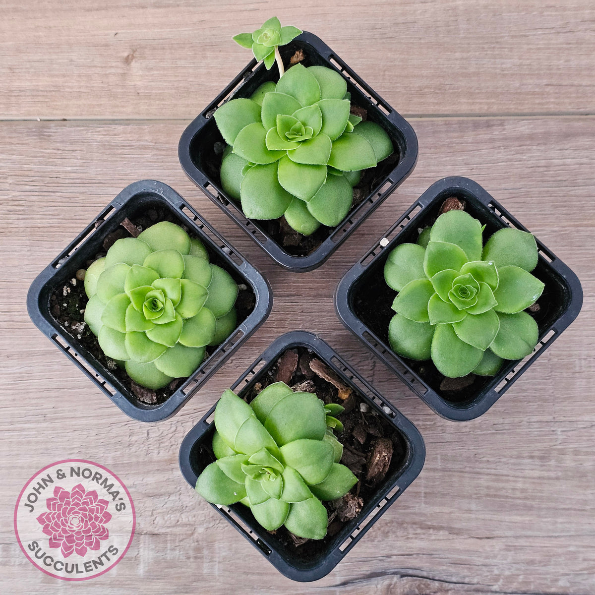 Crassula orbicularis