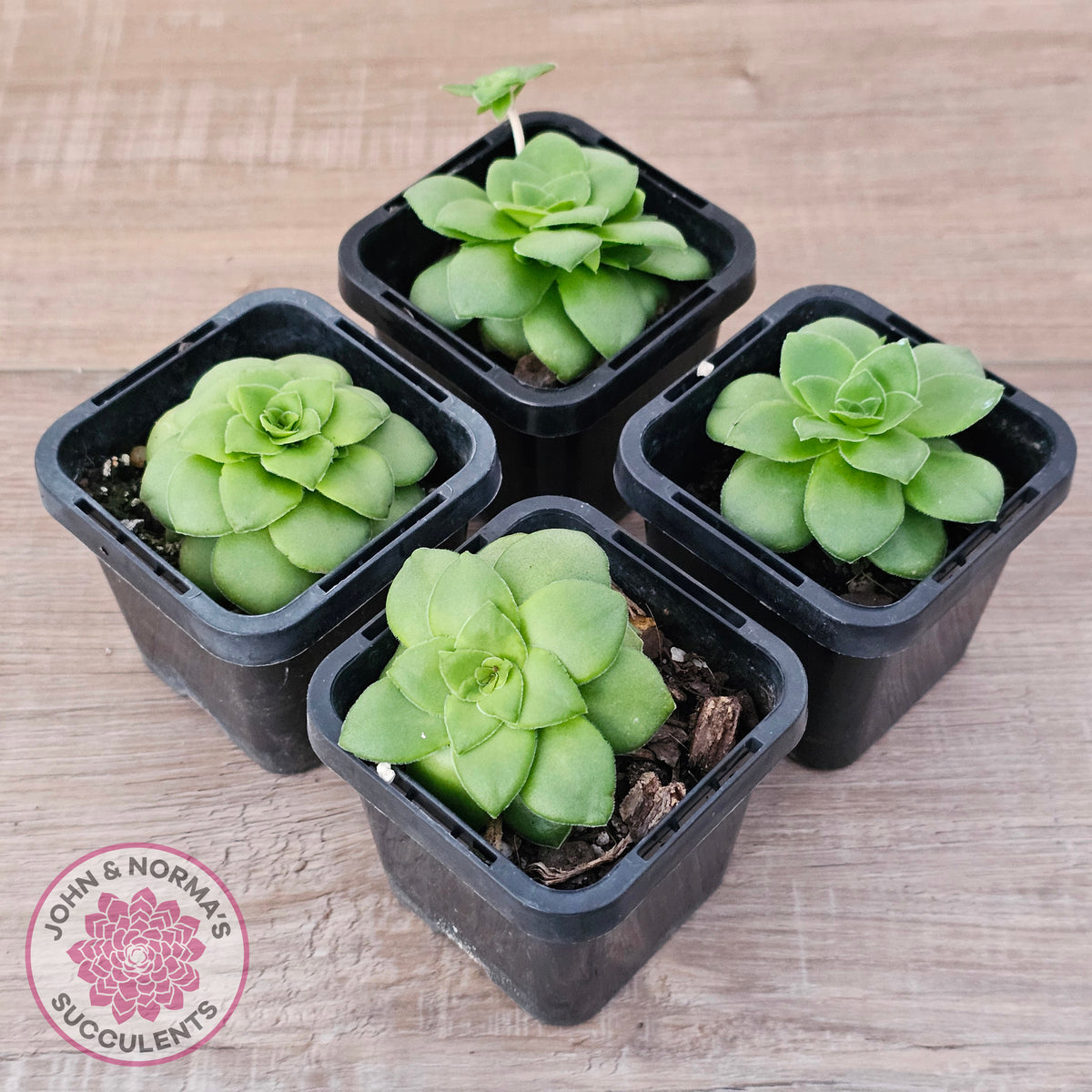 Crassula orbicularis