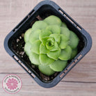 Crassula orbicularis