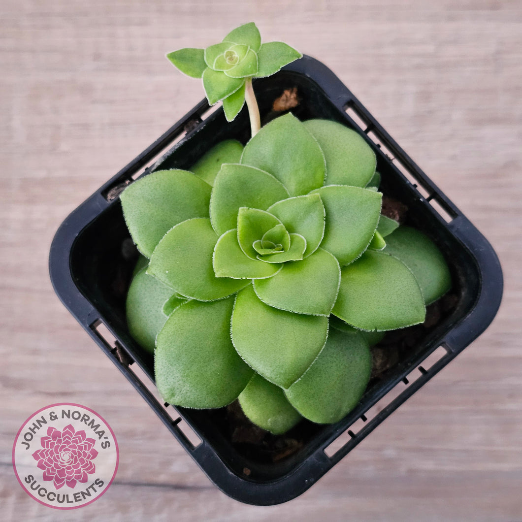 orbicularis succulent Buy Crassula orbicularis Australia
