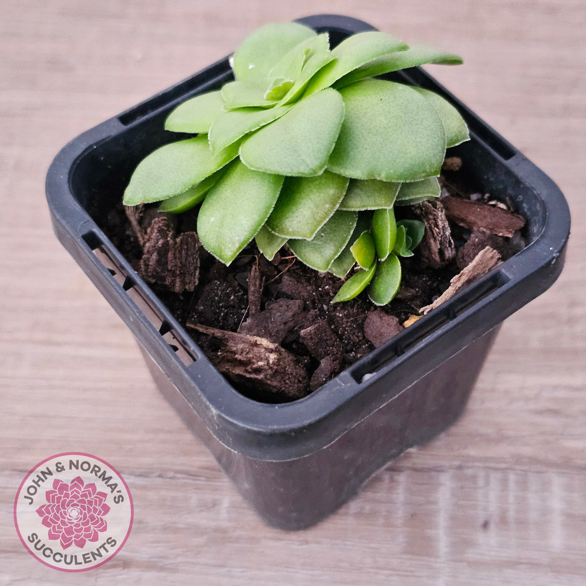Crassula orbicularis