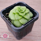 Crassula orbicularis