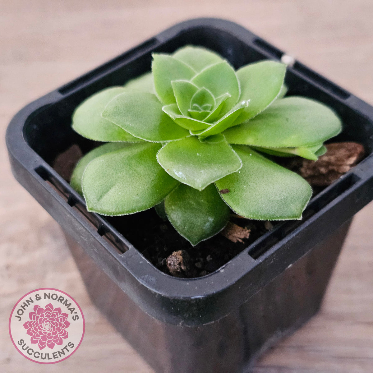 Crassula orbicularis