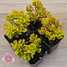 Crassula ovata 'Autumn Glow'