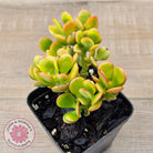 Crassula ovata 'Autumn Glow'