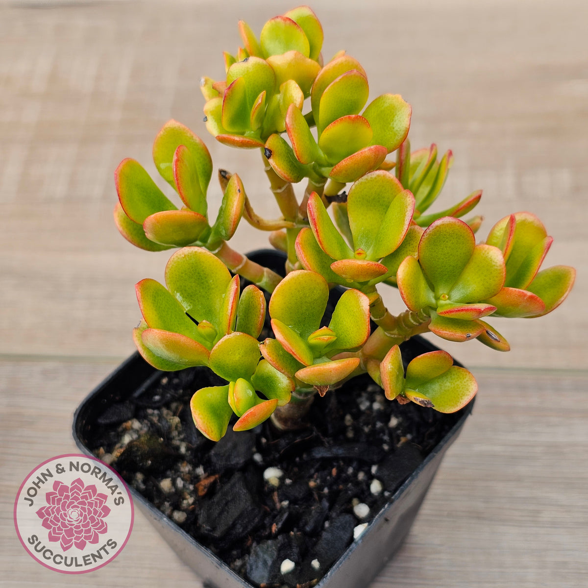 Crassula ovata 'Autumn Glow'