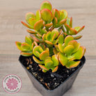 Crassula ovata 'Autumn Glow'