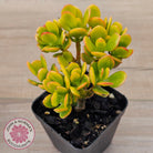 Crassula ovata 'Autumn Glow'