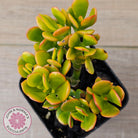 Crassula ovata 'Autumn Glow'