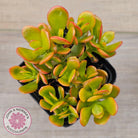 Crassula ovata 'Autumn Glow'