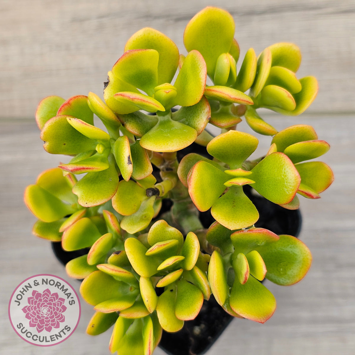 Crassula ovata 'Autumn Glow'