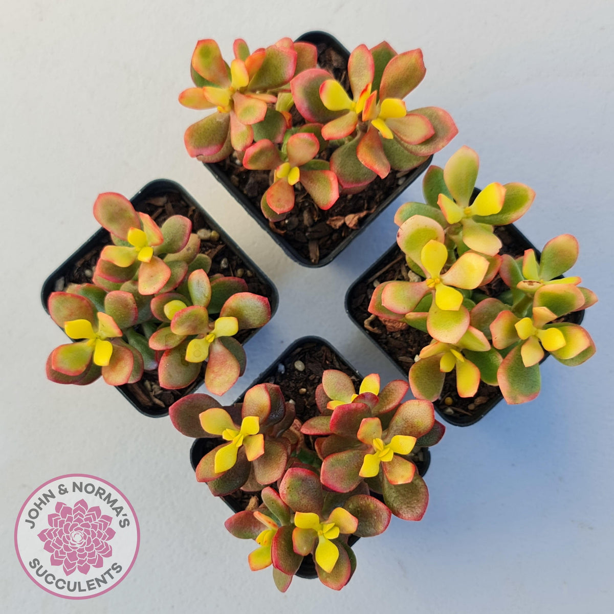Crassula ovata 'Autumn Glow'