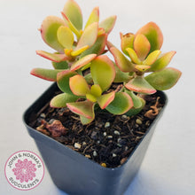 Load image into Gallery viewer, Crassula ovata &#39;Autumn Glow&#39; - John &amp; Norma&#39;s Succulents Australia
