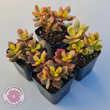 Load image into Gallery viewer, Crassula ovata &#39;Autumn Glow&#39; - John &amp; Norma&#39;s Succulents Australia
