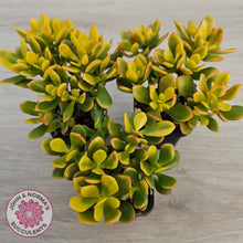 Load image into Gallery viewer, Crassula ovata 'Autumn Glow'
