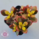Crassula ovata 'Autumn Glow'