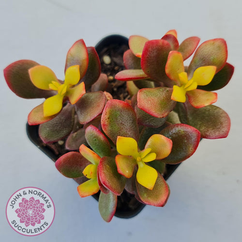 Crassula ovata 'Autumn Glow' - John & Norma's Succulents Australia