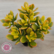 Load image into Gallery viewer, Crassula ovata 'Autumn Glow'
