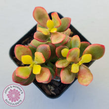 Load image into Gallery viewer, Crassula ovata &#39;Autumn Glow&#39; - John &amp; Norma&#39;s Succulents Australia
