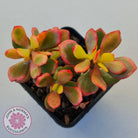 Crassula ovata 'Autumn Glow'