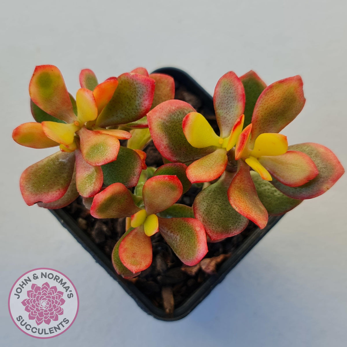 Crassula ovata 'Autumn Glow'