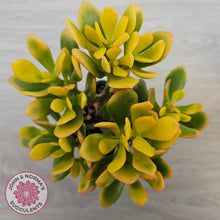 Load image into Gallery viewer, Crassula ovata 'Autumn Glow'
