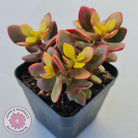 Crassula ovata 'Autumn Glow'