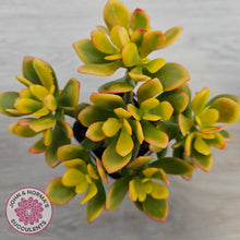 Load image into Gallery viewer, Crassula ovata 'Autumn Glow'
