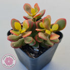 Crassula ovata 'Autumn Glow'