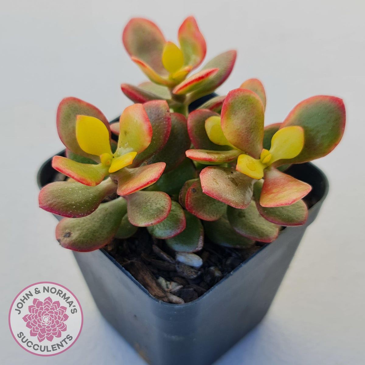 Crassula ovata 'Autumn Glow'