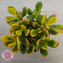 Load image into Gallery viewer, Crassula ovata 'Autumn Glow'
