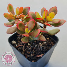 Load image into Gallery viewer, Crassula ovata &#39;Autumn Glow&#39; - John &amp; Norma&#39;s Succulents Australia
