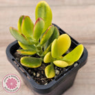 Crassula ovata 'Crosby's Compact' Variegata