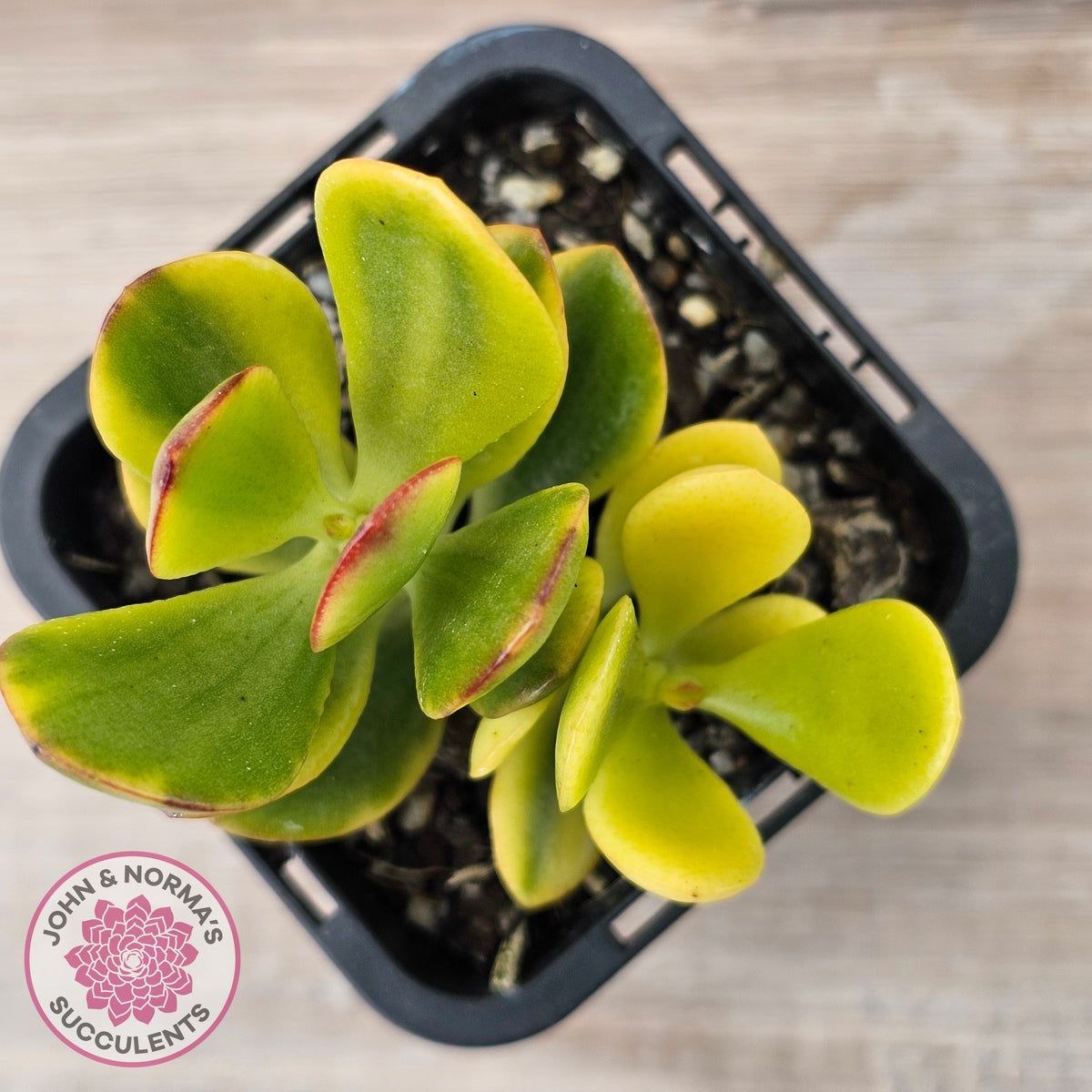 Crassula ovata 'Crosby's Compact' Variegata