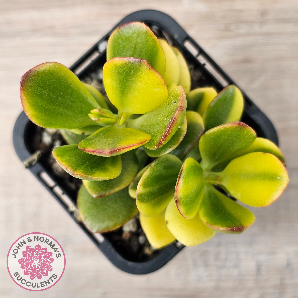 Crassula ovata 'Crosby's Compact' Variegata