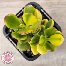 Load image into Gallery viewer, Crassula ovata 'Crosby's Compact' Variegata
